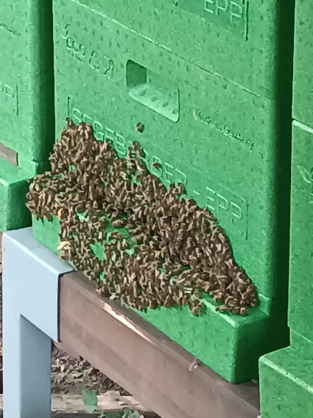 Viele Bienen am Flugloch eines Bienenstocks