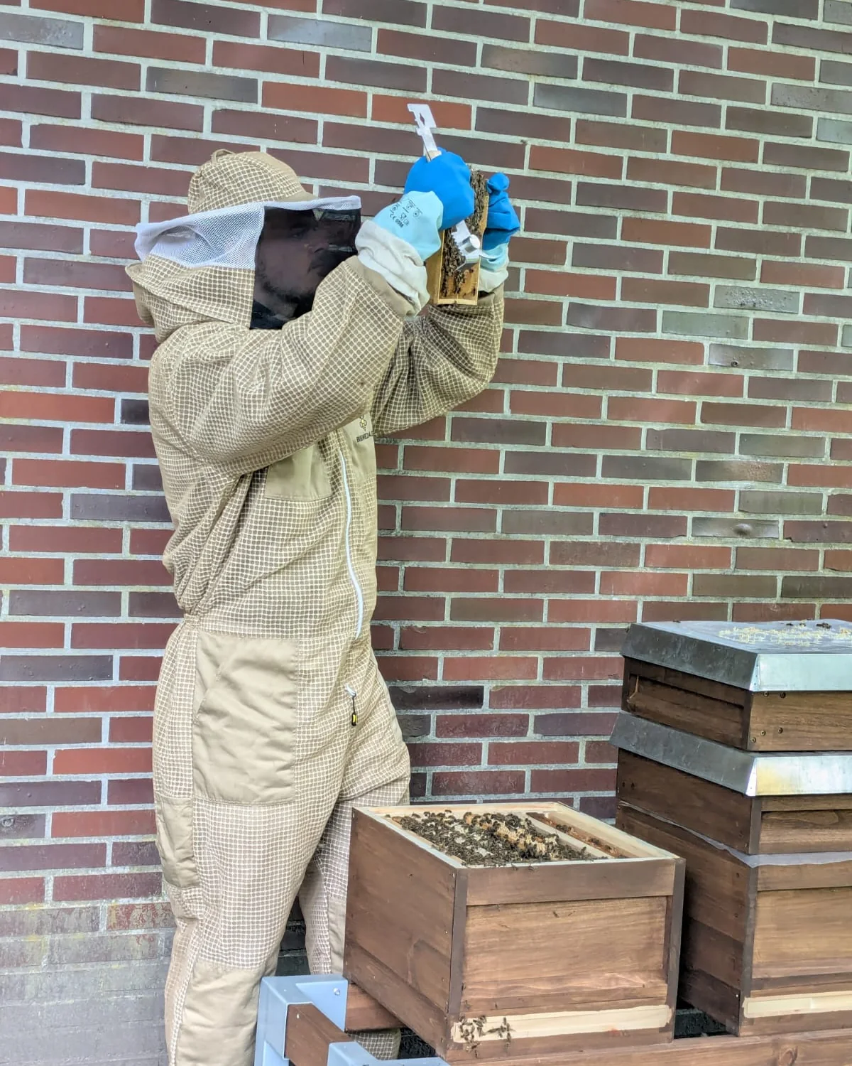 Imker bei der Arbeit an einem geöffneten Bienenvolk